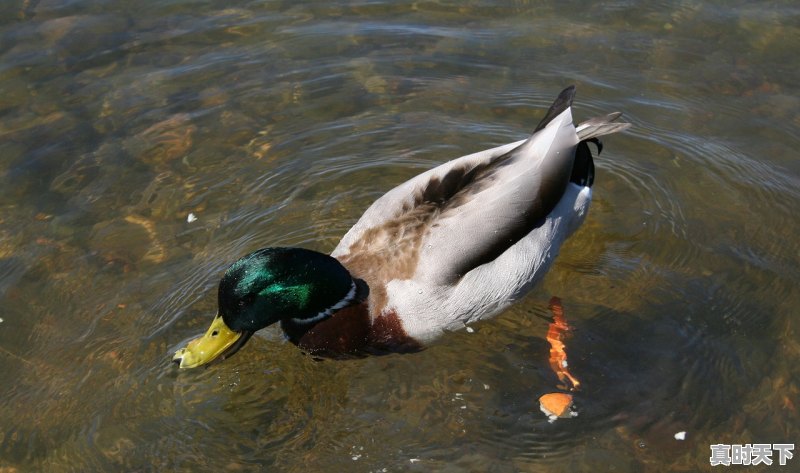 1、最便宜的鸭子排名,今日河南白鸭价格 - 真时天下