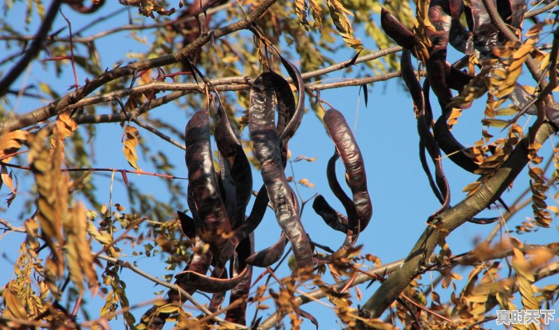 1、现沈阳地区露地种豇豆角还赶趟吗,今日沈阳豆角价格走势 - 真时天下