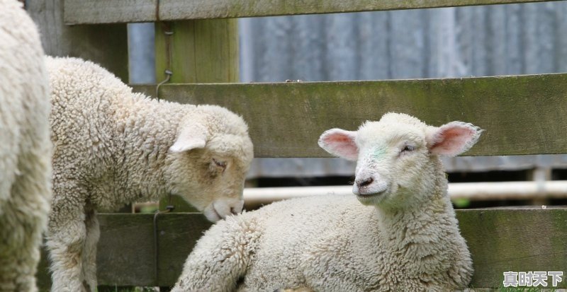 1、哪里有羊出售_呼伦贝尔羊一只羊能赚多少钱 - 真时天下