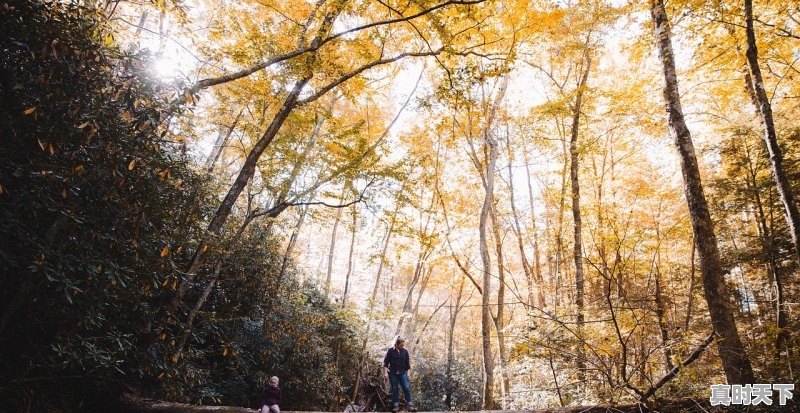 1、关于运动体育类带比赛的动漫校园的好看的推荐一下_王子跑步动漫叫什么 - 真时天下