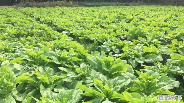 1、西宁有哪些地方卖珠宝,青海宝光今日价格 - 真时天下