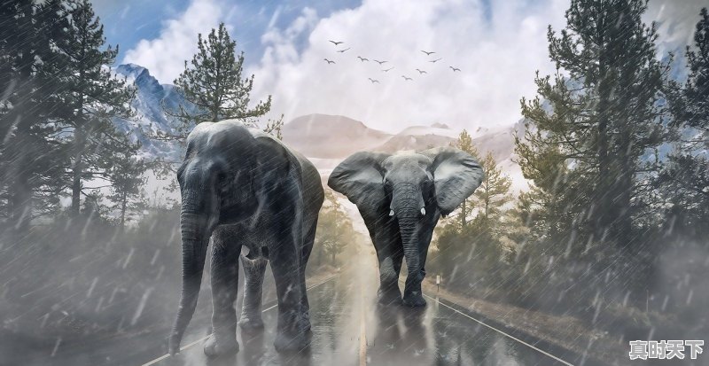 1、中国电影金鸡奖评委会特别奖有哪些，国内电影节红毯有哪些 - 真时天下