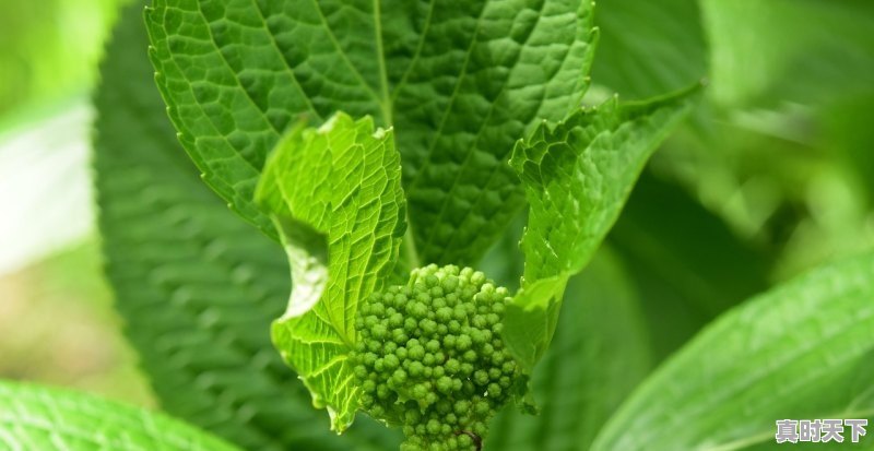 1、汽车电子龙头股,目前股价4元的股票有哪些,比亚迪股票能买一股吗一股多少钱 - 真时天下