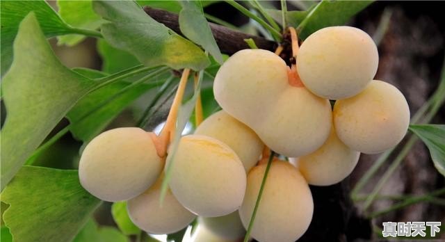 7、岷县各乡镇药材种植统计表_当归之乡 - 真时天下