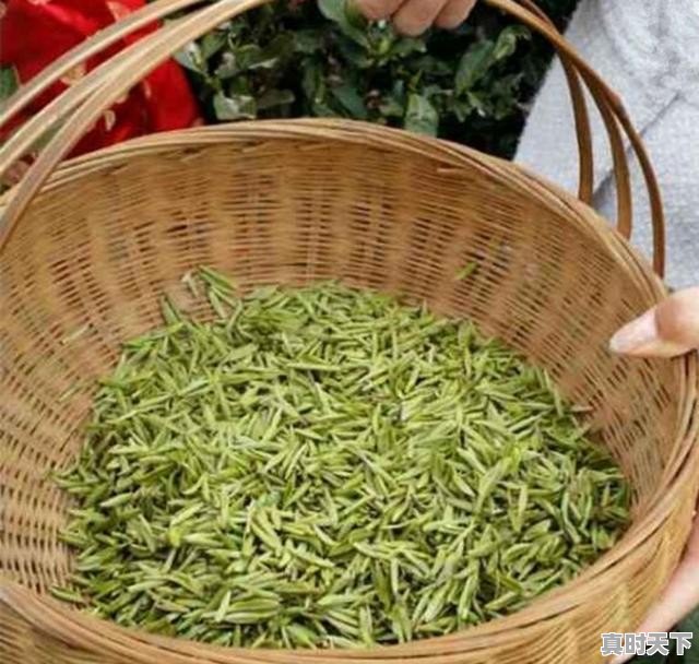 12、岷县各乡镇药材种植统计表_当归之乡 - 真时天下