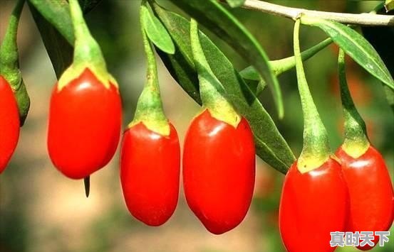 16、岷县各乡镇药材种植统计表_当归之乡 - 真时天下