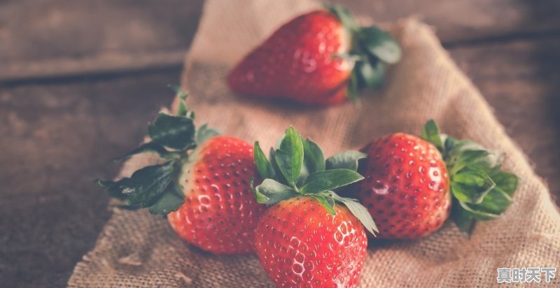 呼和浩特适合种什么果树 - 真时天下