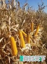 农业科技和农业科技发展有什么区别 - 真时天下