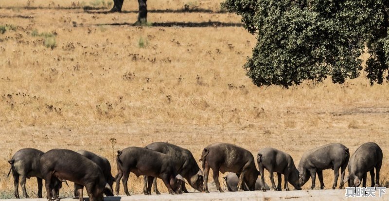北京卖猪肉大集在什么地方 - 真时天下