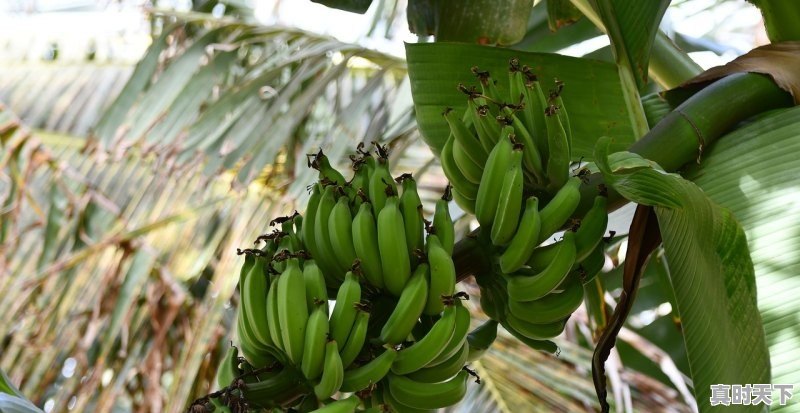 近期海南香蕉价格在上涨,原因是菲律宾香蕉不能进入中国市场,为何中国还要到国外进口香蕉呢 - 真时天下