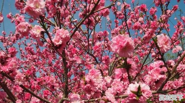 免费旅游景点,上海哪些旅游景点免费 - 真时天下