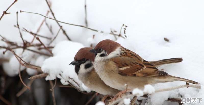 什么天气才能见到绚烂的晚霞 - 真时天下
