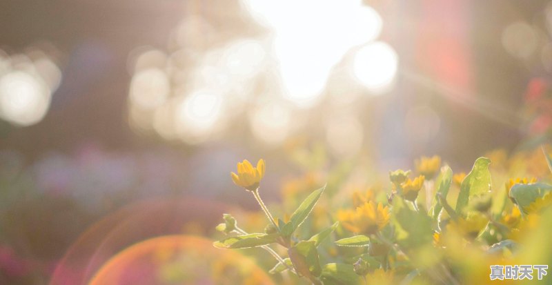 天气欺 - 真时天下