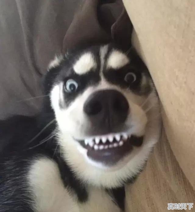 星球大战系列电影最新是第几部 - 真时天下