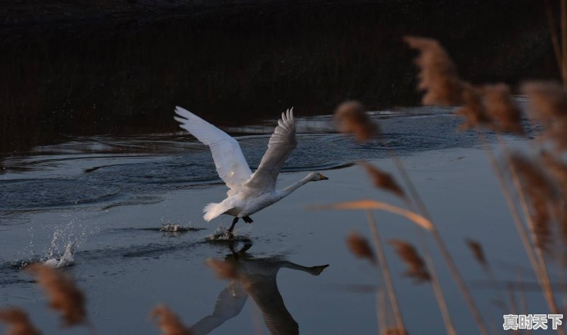 泰安丰田微信群二手车 - 真时天下