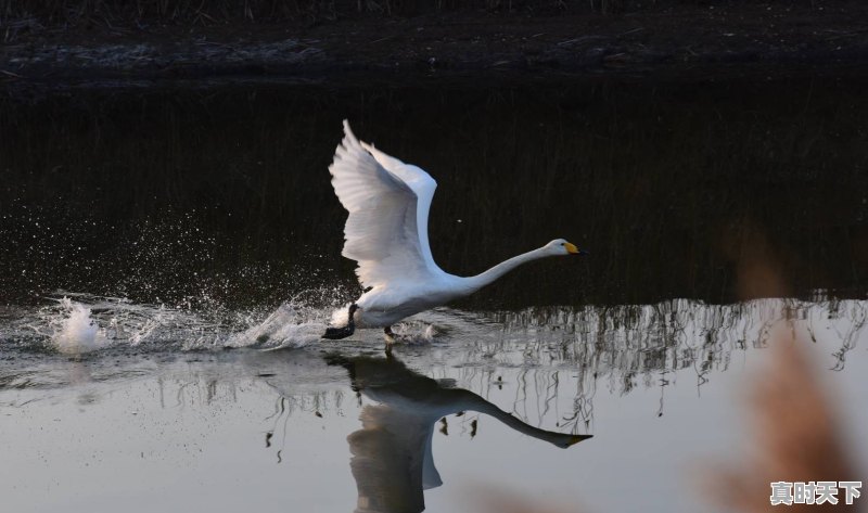 泰安丰田微信群二手车 - 真时天下