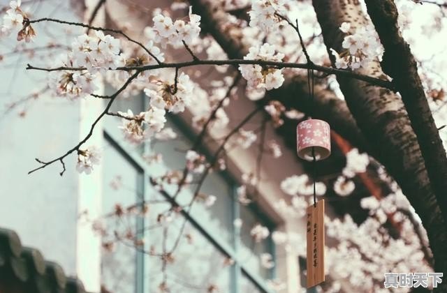 泰安丰田微信群二手车 - 真时天下