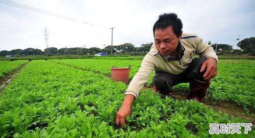 为什么有些地方最近胡萝卜，白萝卜价格都那么贵 - 真时天下