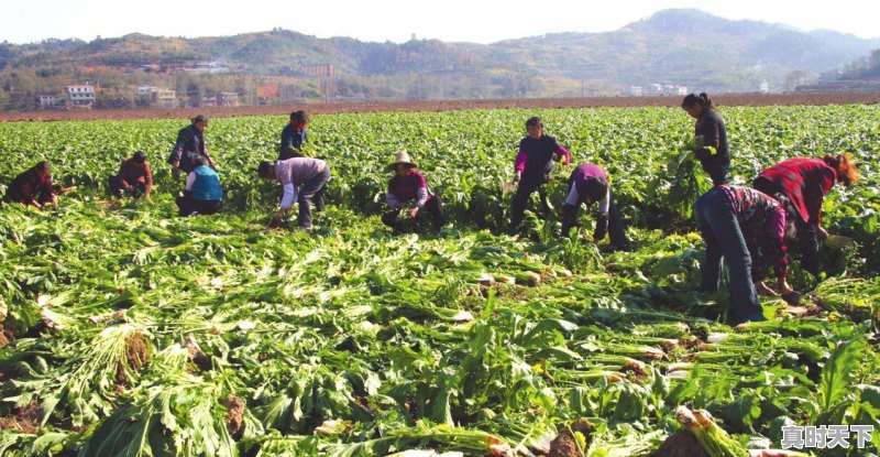 为什么有些地方最近胡萝卜，白萝卜价格都那么贵 - 真时天下