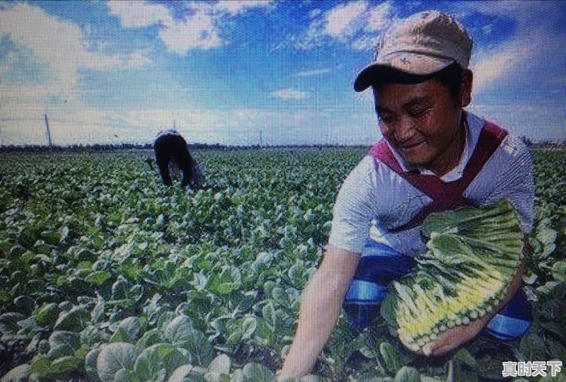 为什么有些地方最近胡萝卜，白萝卜价格都那么贵 - 真时天下