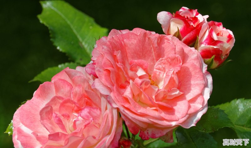 甘肃这场春雪，会对开花的果树有何影响 - 真时天下