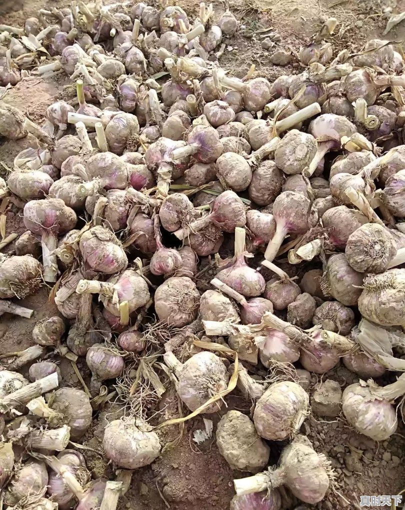 今日杞县芝麻价格最新行情 - 真时天下