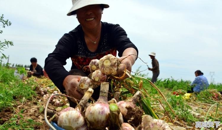 今日杞县芝麻价格最新行情 - 真时天下