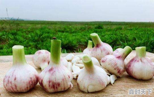 今日杞县芝麻价格最新行情 - 真时天下