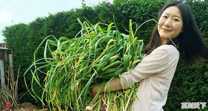 今日杞县芝麻价格最新行情 - 真时天下