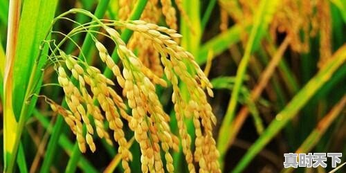 水稻价格已经1.50元/斤了,后市还会上涨吗 - 真时天下