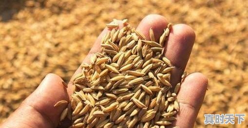 水稻价格已经1.50元/斤了,后市还会上涨吗 - 真时天下