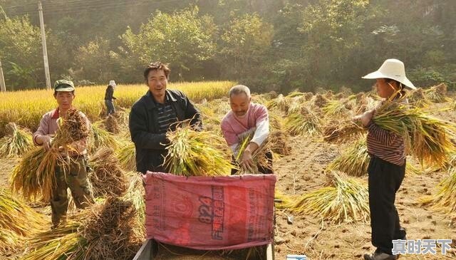 水稻价格已经1.50元/斤了,后市还会上涨吗 - 真时天下