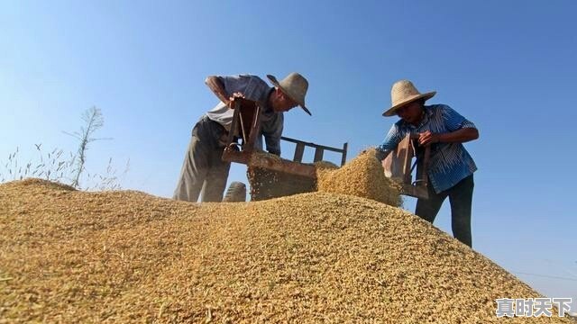 水稻价格已经1.50元/斤了,后市还会上涨吗 - 真时天下