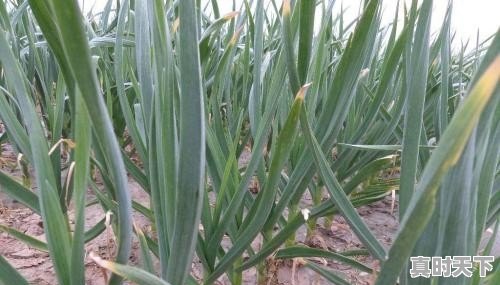 预测一下：4月下旬，蒜苔的价格多少钱一斤 - 真时天下