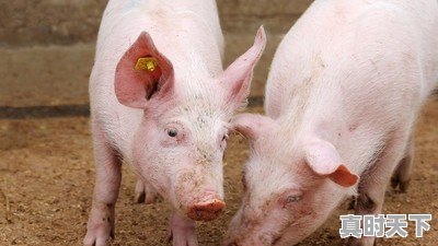 预测一下：4月下旬，蒜苔的价格多少钱一斤 - 真时天下