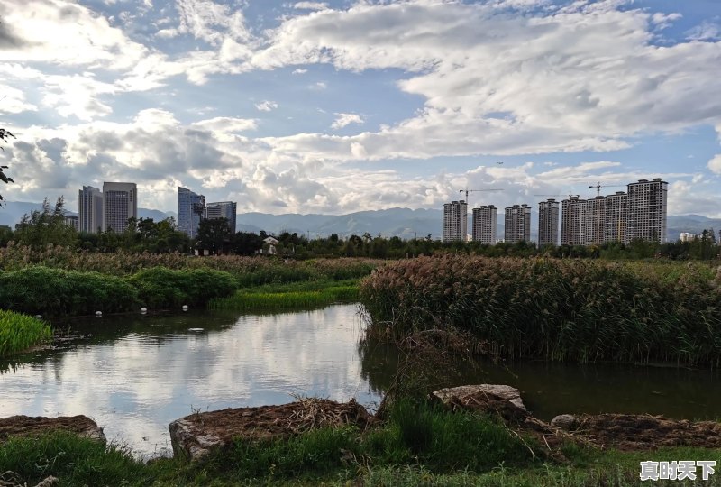 今日猪肉价格云南隆阳区 - 真时天下