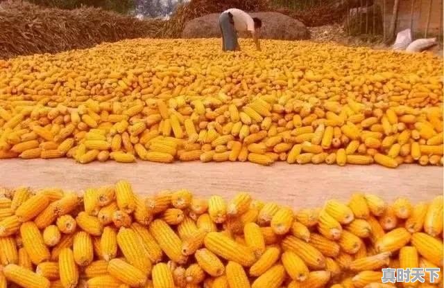 山东原来每个县都有酒厂，能说一下各县区的品牌酒吗 - 真时天下