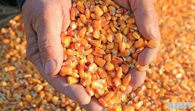 山东原来每个县都有酒厂，能说一下各县区的品牌酒吗 - 真时天下