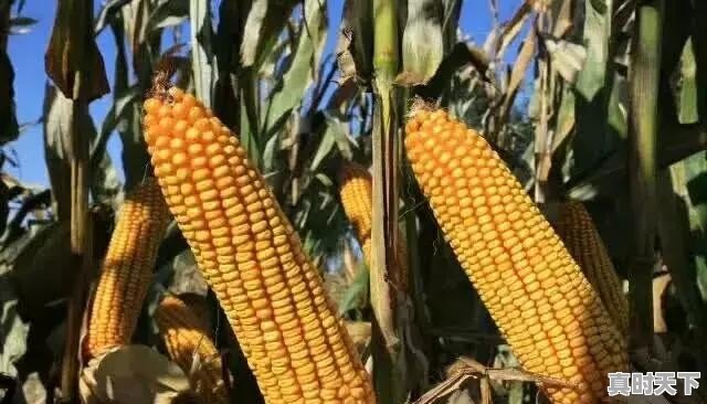 山东原来每个县都有酒厂，能说一下各县区的品牌酒吗 - 真时天下