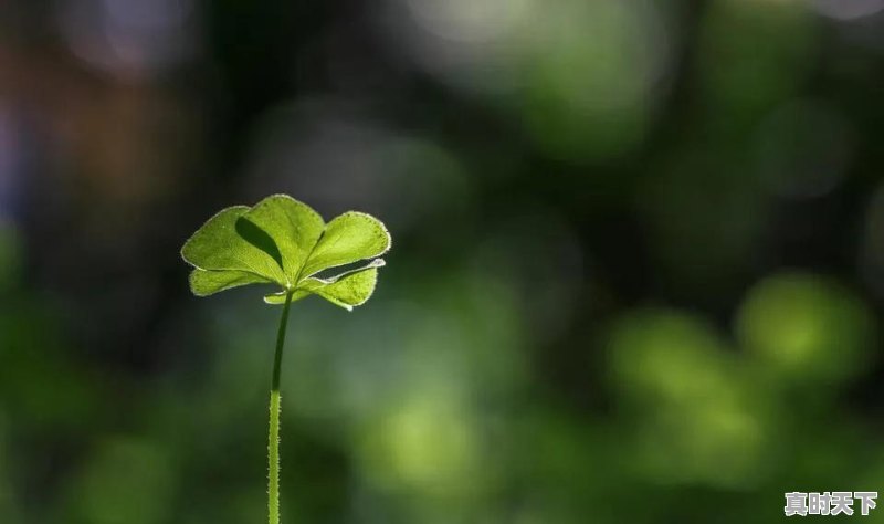 买二手车安全吗 - 真时天下