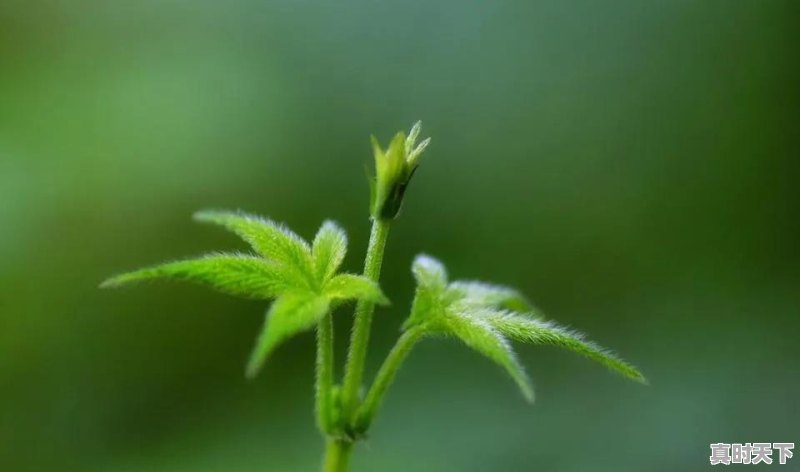 买二手车安全吗 - 真时天下