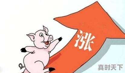 8月15日广西猪价突破15元大关，一日之差涨价1.2元/斤？是喜是忧 - 真时天下