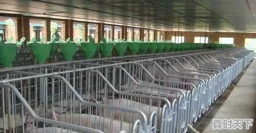 8月15日广西猪价突破15元大关，一日之差涨价1.2元/斤？是喜是忧 - 真时天下