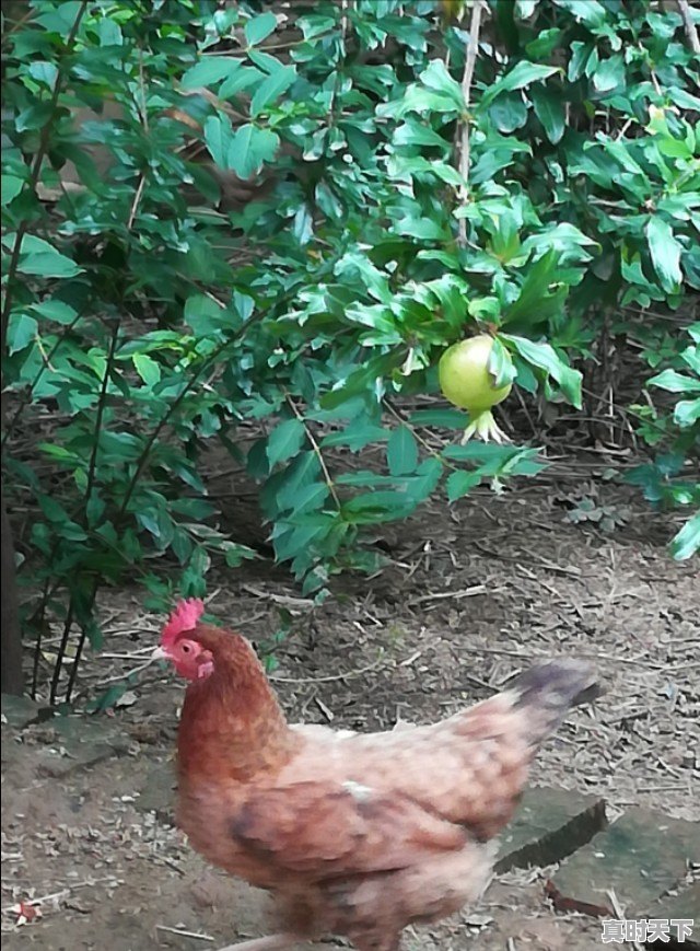 15省份猪肉价格下跌，最低16.8元一斤，目前各地涨跌行情如何 - 真时天下