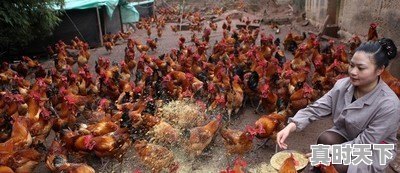 15省份猪肉价格下跌，最低16.8元一斤，目前各地涨跌行情如何 - 真时天下