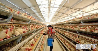 15省份猪肉价格下跌，最低16.8元一斤，目前各地涨跌行情如何 - 真时天下