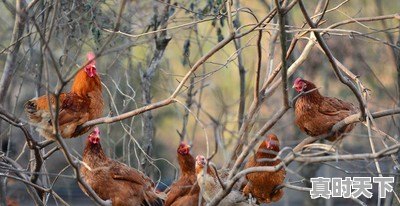 15省份猪肉价格下跌，最低16.8元一斤，目前各地涨跌行情如何 - 真时天下