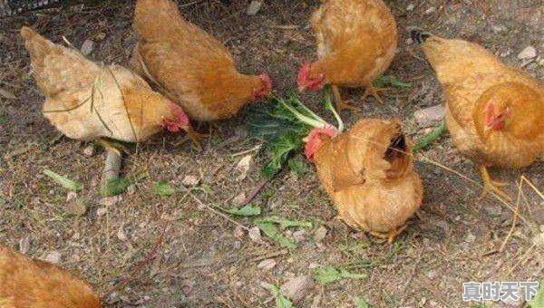 15省份猪肉价格下跌，最低16.8元一斤，目前各地涨跌行情如何 - 真时天下