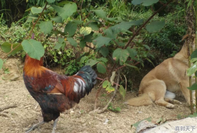 15省份猪肉价格下跌，最低16.8元一斤，目前各地涨跌行情如何 - 真时天下