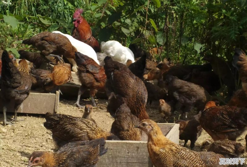 15省份猪肉价格下跌，最低16.8元一斤，目前各地涨跌行情如何 - 真时天下